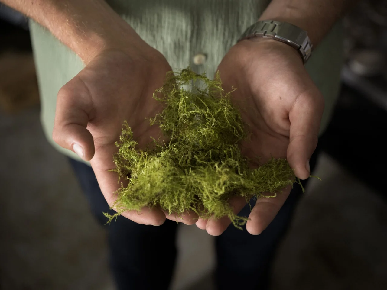 Two hands holding a clump of fresh moss