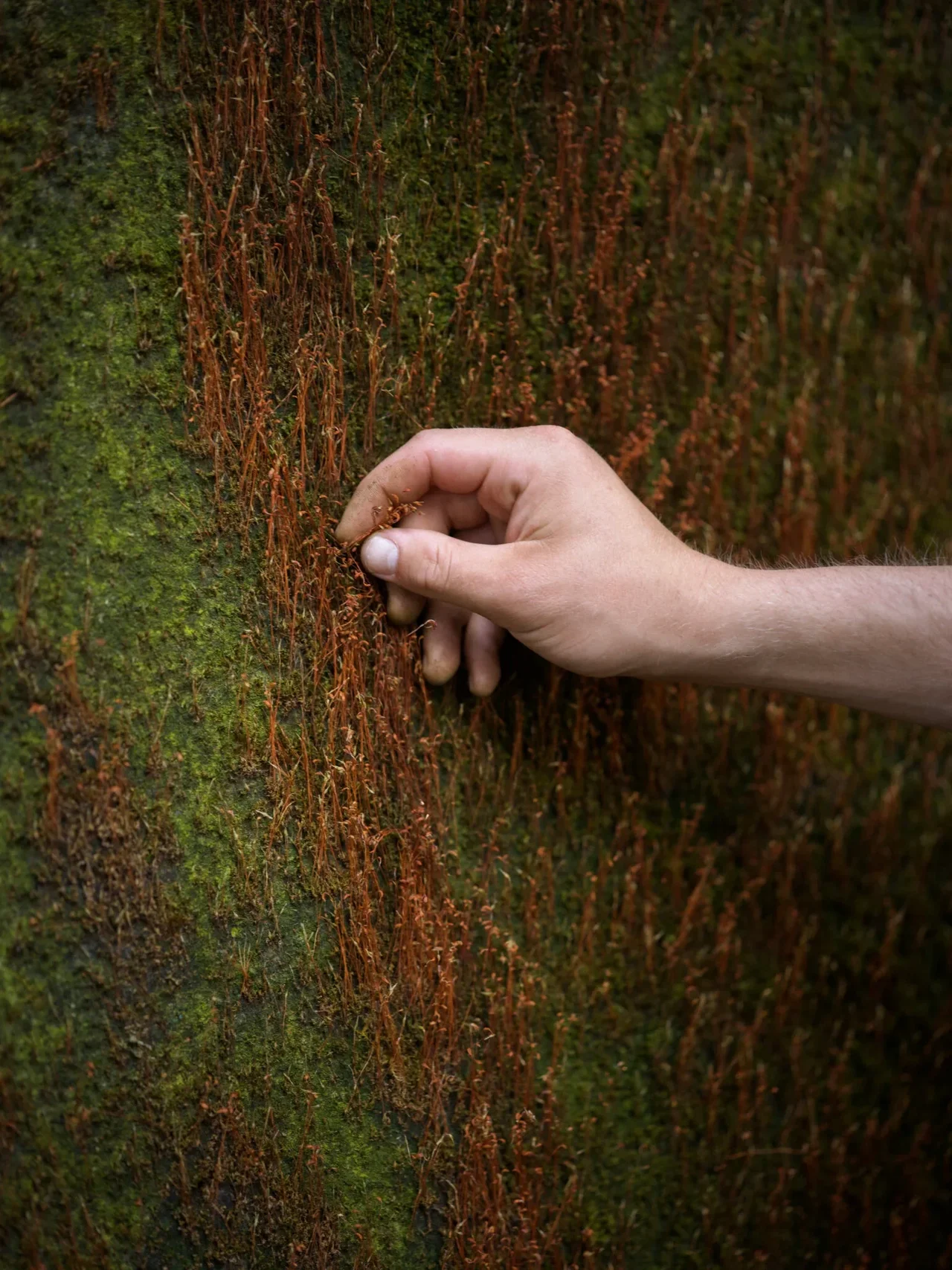 A hand touching a moss-covered wall