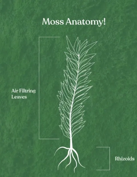 Illustration of the anatomy of a moss plant