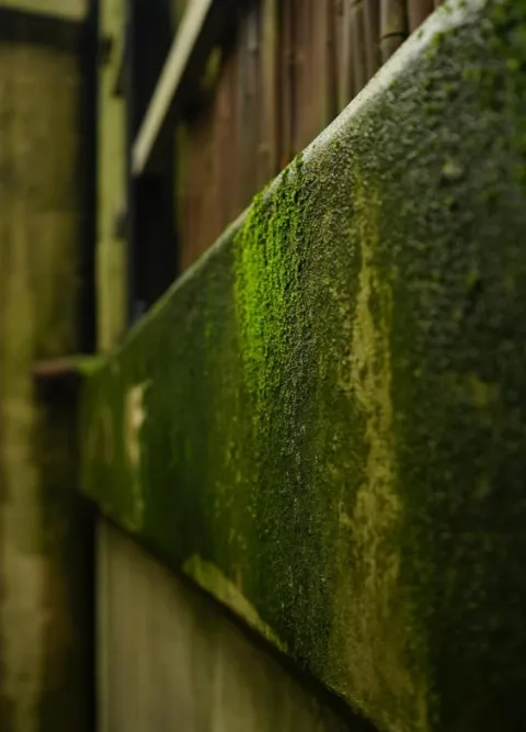 Moss growing on a concrete wall