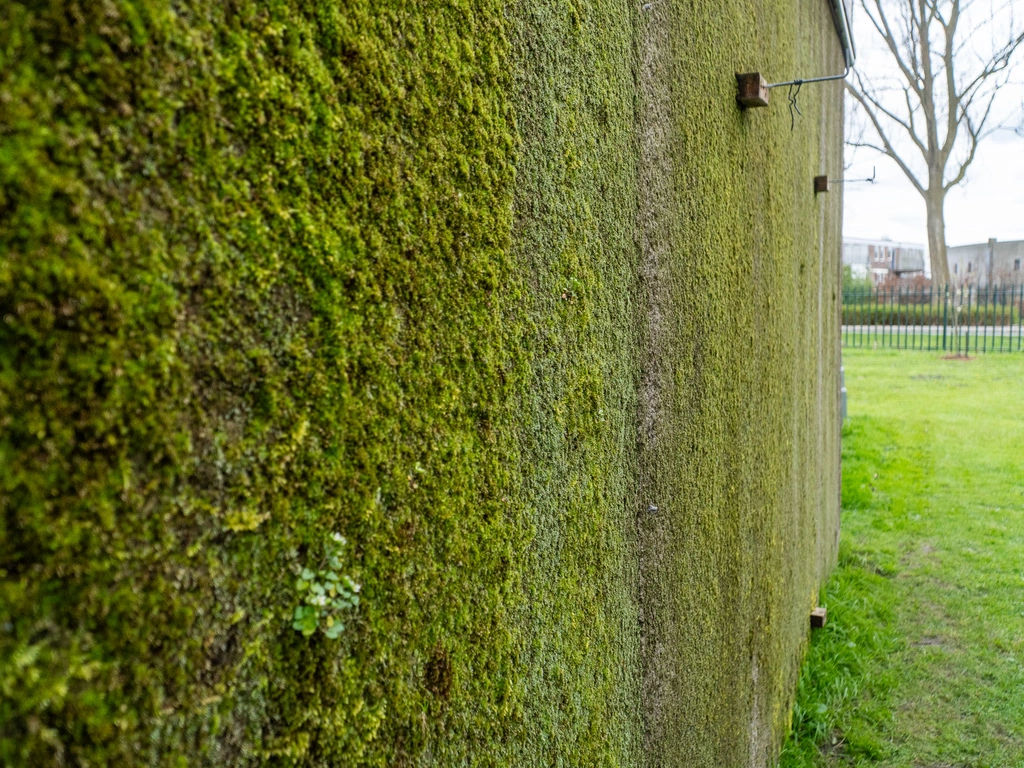 Facade covered in moss next to a lawn