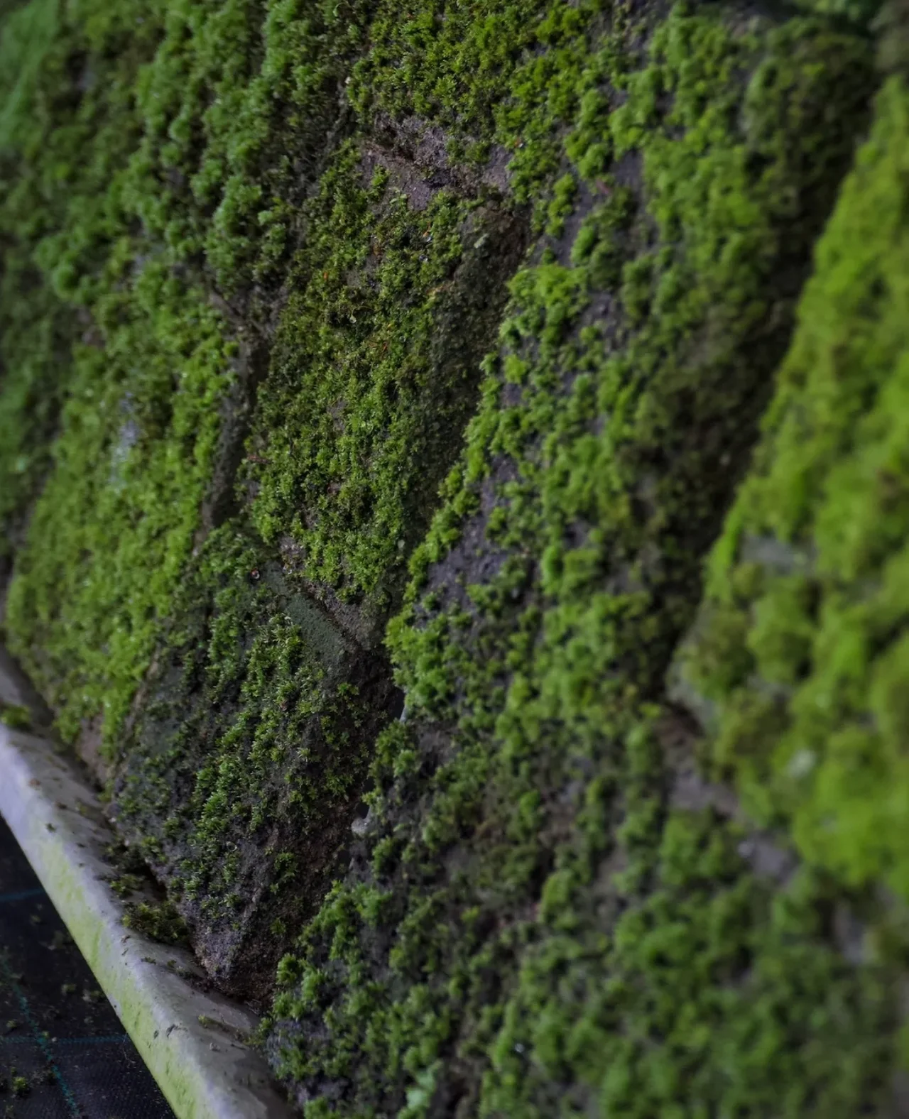 Close-up of a green roof covered in moss