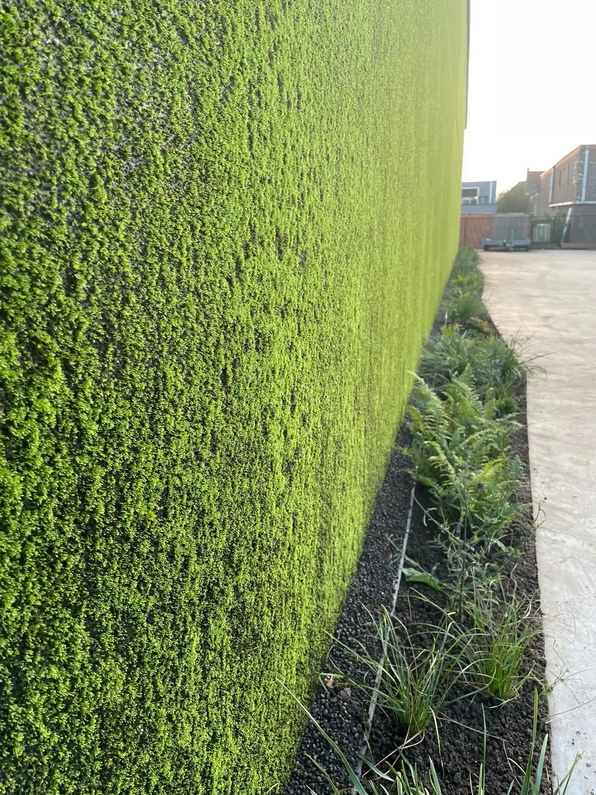 Close-up of a moss-covered MossCrete facade next to a planted border