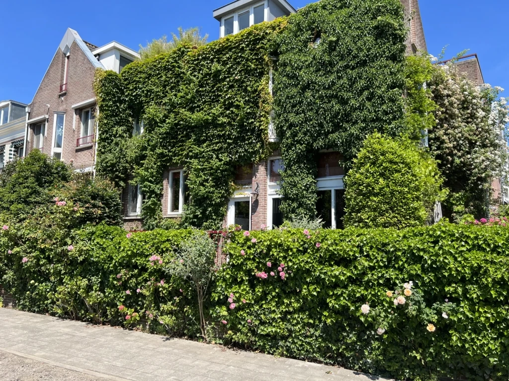 Brick house with a facade covered in climbing plants
